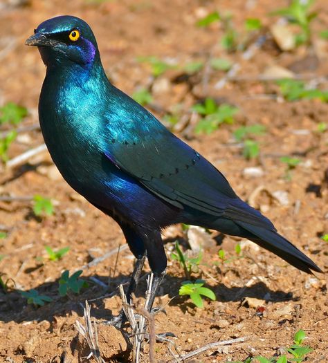 Greater Blue-eared Starling (Lamprotornis chalybaeus) | Flickr Amazing Animal Pictures, Curious Creatures, Fantasy Beasts, Pretty Animals, Bird Pictures, African Animals, Starling, Little Birds, Nature Images