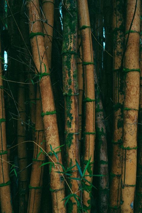 Bamboo Aesthetic Wallpaper, Bambu Aesthetic, Zen Background, Grape Tree, Bamboo Wallpaper, Nature Jungle, Landscape Photography Art, Wallpaper Photo Hd, Agricultural Sector