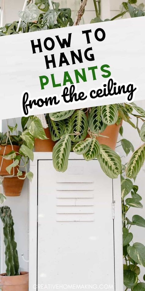 Transform your space into a lush oasis by learning how to hang plants from the ceiling! Our step-by-step guide will show you the best techniques and tools for creating stunning plant displays that save space and add a touch of greenery to any room. Whether you’re using macramé hangers, decorative pots, or DIY solutions, discover tips for arranging your plants for maximum impact. Elevate your home decor and enjoy the beauty of hanging plants in your living space! Plants From The Ceiling, Hanging Plant In Front Of Window, Indoor Plants Decor Hanging, Bedroom Hanging Plants Decor, Hang Plants From Curtain Rod, Hanging Plants Above Bathtub, Macrame Hanging Plants Indoor, Hanging Basket Plants Indoor, Plants Hanging From Ceiling Living Rooms