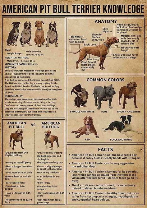 Animal Rescue Ideas, Dog Breeds Chart, Dog Treadmill, Pitbull Facts, Speaking Cards, Pitbull Dog Breed, Pitbull Boxer, Bully Breeds Dogs, Big Dog Breeds