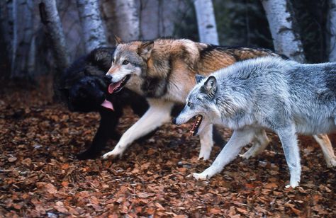 Three beautiful wolves all of different color Three Wolves, Wolf Poses, Wolf Photos, Photo To Art, Wolf Love, Wild Wolf, Wolf Pictures, Wolf Spirit, Beautiful Wolves