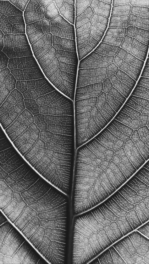 Abstraction Photography, Wallpapers Christmas, Straight Photography, Geometry In Nature, Desktop Themes, A Level Art Sketchbook, Leaf Photography, Tree Textures, Ios Wallpaper