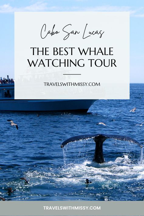 Discover which Cabo San Lucas Whale Watching tour you should book on your visit to one of the most popular Baja California peninsula town. Spend a morning whale watching in Cabo San Lucas spotting Humpback Whales, Orcas and even dolphins. Whale Watching Outfit, Whale Watching Cruise, Mexico Itinerary, Mexico Travel Guides, Travel Mexico, Central America Travel, A Whale, Family Travel Destinations, Victoria Bc