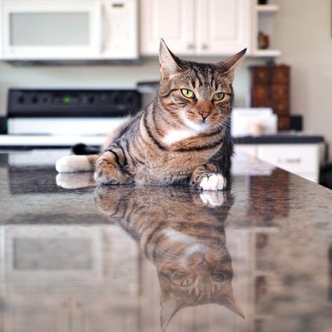 How to Keep Your Cat Off the Counter: Top 10 Ways Replacing Kitchen Countertops, Diy Kitchen Countertops, Diy Kitchen Backsplash, Kitchen Design Diy, Kitchen Diy Makeover, Cat Towers, Cat Watch, Cat Info, Aluminum Cans