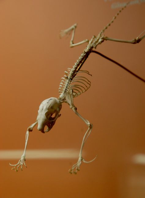 Flying Squirrel (or sugar glider?) Skeleton | At the Smithso… | Flickr Squirrel Skeleton, Small Rib Cage, National Museum Of Natural History, Vulture Culture, Flying Squirrel, Museum Of Natural History, Animal Bones, Sugar Glider, Reference Images