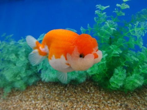 Very cute buffalo head Ranchu Pretty Fish Photography, Pet Fish Aesthetic, Ranchu Gold Fish, Ranchu Fish, Cute Fishes, Aesthetic Fish, Cool Sea Creatures, Cute Goldfish, Sun Fish