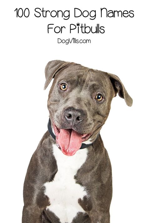 If you’re looking for strong dog names for pitbulls, we’ve got you covered!A mighty breed like the pit deserves a name that’s every bit as powerful. Dog Loves You, Names For Pitbulls, Male Pitbull Names, Female Pitbull Names, Western Names For Dogs, Strong Female Dog Names, Strong Dog Names, Grey Pitbull, Pitbull Names