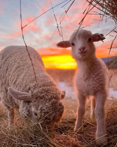 Sanctuary Animals, Sheep Farm Aesthetic, Sheep Photos, Sheep On A Hill, Farm Sheep, Sheep Landscape Photography, Sheep In A Field, Inspo Pictures, Sheep In Green Pastures