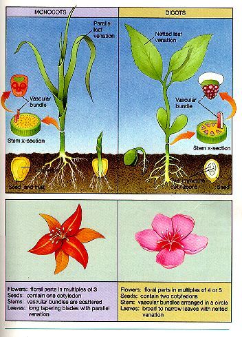 Highers Plants:Monocots vs Dicots. Monocot Vs Dicot, Biology Plants, Plant Physiology, Plant Study, Agriculture Education, Classical Conversations, Plant Science, Master Gardener, Science Worksheets