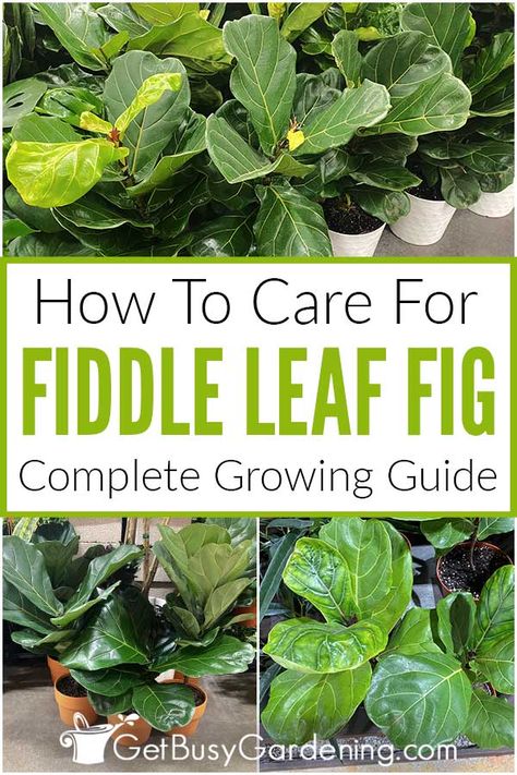 Are you hoping to grow a fiddle leaf fig indoors but aren’t sure how to keep them healthy? Use the information in my fiddle leaf fig tree care guide to learn how to grow them in containers. I’ve shared tons of tips on what soil to use, how to water, how much sun they need and more so even beginners feel confident tackling Ficus lyrata care like a pro. With added info on how to propagate fiddle leaf figs, how to prune, and what to do about yellowing, you have everything right at your fingertips. Fig Leaf Tree, Fig Tree Plant, Soil Fertilizer, Fiddle Leaf Fig Care, Fiddle Fig Tree, Fiddle Leaf Fig Plant, Fiddle Leaf Tree, Arizona Gardening, Fig Plant