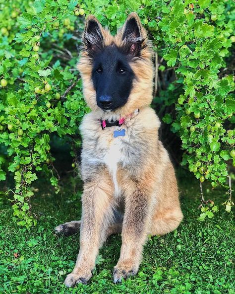 Hera 4 Months TERVUEREN #tervueren #Sweden @hera.the.tervuren Belgium Shepherd, Best Farm Dogs, Belgian Dog, All Cat Breeds, Belgian Tervuren, Belgian Sheepdog, Shepherd Dog Breeds, Belgian Shepherd, Cocker Spaniel Puppies