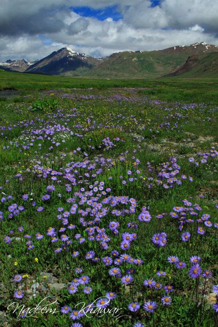 Flowers at Deosai National Park. Northeren Pakistan. Deosai National Park, Wildwood Flower, Northern Pakistan, Pakistan Culture, Wild Flower Meadow, Pakistan Travel, Scenery Pictures, Tropical Landscaping, Landscape Pictures