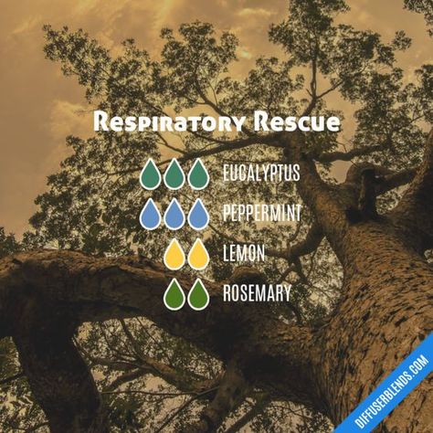 Respiratory Rescue diffuser blend Inhale or diffuse essential oils to help with the symptoms of pneumonia. Diffuser Blends For Focus, Essential Oils For Asthma, Essential Oil Inhaler, Relaxing Essential Oils, Eo Blends, Doterra Diffuser Blends, Essential Oil Combinations, Doterra Essential Oils Recipes, Essential Oil Diffuser Blends Recipes