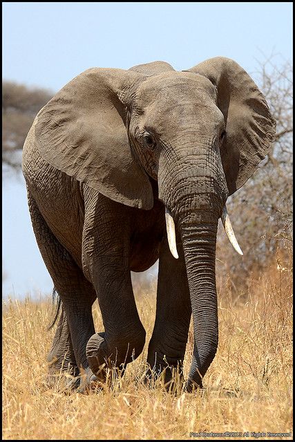 Sumatran Elephant, African Forest Elephant, Elephant Photography, Elephant Artwork, Africa Photography, Elephant Pictures, Elephants Photos, Tattoo Aesthetic, Elephant Drawing