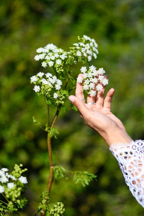 🌿Have you ever been in the presence of a serial killer? I often ask my herbalism students exactly this question when we come across the deadly umbral white blooms. Known by many names “Conium maculatum” or Poison Hemlock is just that. She is both beautiful and deadly having killed Theramenes, Socrates, Phocion & a great many others. When I first started seriously studying Herbalism in 2015 my elders & teacher would usually just say, “That’s poisonous. Don’t touch that!” about any deadly plant. Poison Hemlock Tattoo, Poisonous Flowers Aesthetic, Hemlock Flower Aesthetic, Hemlock Tattoo Poison, Hemlock Plant, Poison Water Hemlock, Poison Hemlock, Conium Maculatum, Water Hemlock