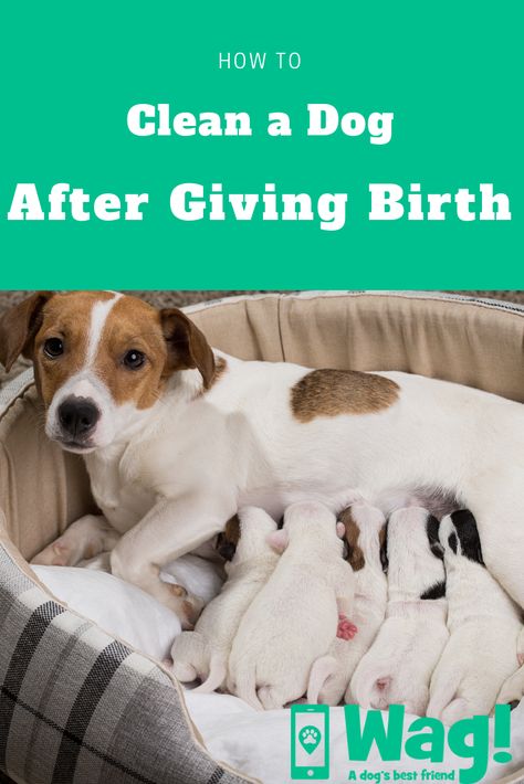 Nursing Dog Care, Newborn Puppies Care, Caring For Puppies, Diy Whelping Box For Small Dogs, Dog Labor And Delivery, Pregnant Dog Care Tips, Breeding Dogs Tips, Whelping Checklist, Welping Box Ideas Diy Dog