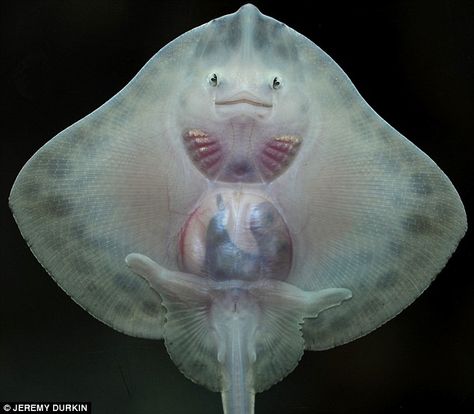 The fascinating little creatures were born during a baby boom at Great Yarmouth Sea Life Centre, in Norfolk Baby Stingray, Stingray Fish, Smiling Animals, Life Aquatic, Beautiful Sea Creatures, Underwater Creatures, Marine Animals, Stingray, Little People