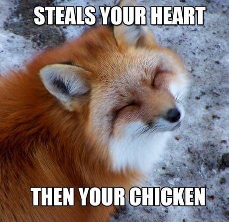 Think Outside The Fox: Collection Of Fox Memes (20 Images) - I Can Has Cheezburger? Laughing Reaction, Dog Laughing, Me In A Nutshell, Fox Memes, Laughing Videos, Fox Photos, Vulpes Vulpes, Reaction Videos, Goofy Dog