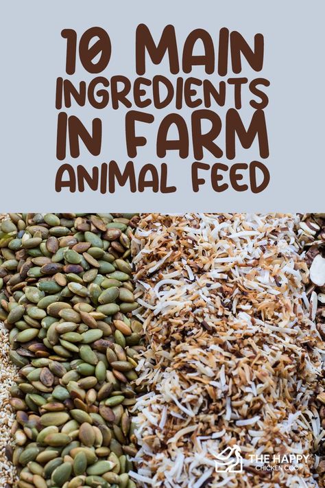 Are you curious about what might be in farm animal feeds? In this article, we listed the 10 main ingredients in farm animal feeds and what other nutrients you can add to ensure the health of your animals. Growing Chicken Feed, Farm Dream, Cow Feed, Chicken Raising, Farming Ideas, Chicken Coop Garden, Animal Garden, Feeding Goats, Raising Farm Animals