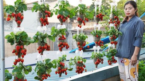 Hanging Plastic Bottle Garden, Hanging Strawberries, Diy Balcony Garden, Strawberries Growing, Bottle Gardening, Grow Lettuce, Grow Strawberries, Diy Balcony, Strawberry Planters