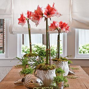 Amaryllis Amaryllis Arrangement, Amaryllis Bulbs, Winter Flowers, Christmas Flowers, Deco Floral, Ikebana, Love Flowers, Container Gardening, Flower Power