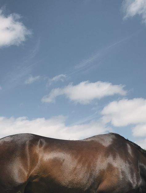 Horses In The Wild, Horse Film Photography, Creative Horse Photography, Horse Close Up, Lynchian Aesthetic, Horse Farm Aesthetic, Blue And Brown Aesthetic, Horse Aesthetic, Blue Horse