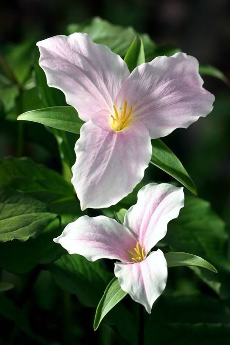 Trillium Plant, Trillium Flower, Flowers Motifs, Pictures Flowers, Woodland Flowers, Butterfly Plants, Feb 8, Apple Blossom, Little Flowers