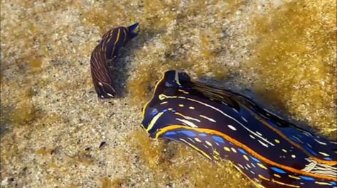 Transported to the Shadow Real Fish Tank Design, Sea Slugs, Save Our Oceans, Sea Slug, Saltwater Aquarium, Weird Creatures, Slug, Magic Tricks, Ocean Creatures