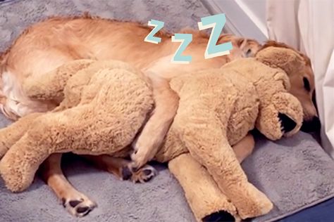 Gosig Golden, Golden Retriever Owner, Shih Tzus, Two Dogs, Pet Gifts, New Friends, The Golden, Stuffed Animals, Viral Videos