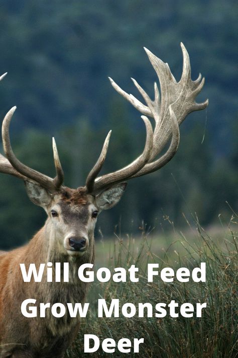 Will goat Feed Grow Monster Bucks All you need to know about Deer, Here at farm animal report we deliver all the information you need to become a Good farmer and to face the challenges of Farming. #Deer #Farming #FarmingBlog #farming #farmingforwildlife #farmingcouple #farmingtonnh #farmingtonhillspersonaltrainer #farmingofficial Deer Farming, Goat Feed, Deer Feed, Deer Farm, Animal Report, Feeding Goats, Chicken Farm, Hobby Farms, Farm Animal