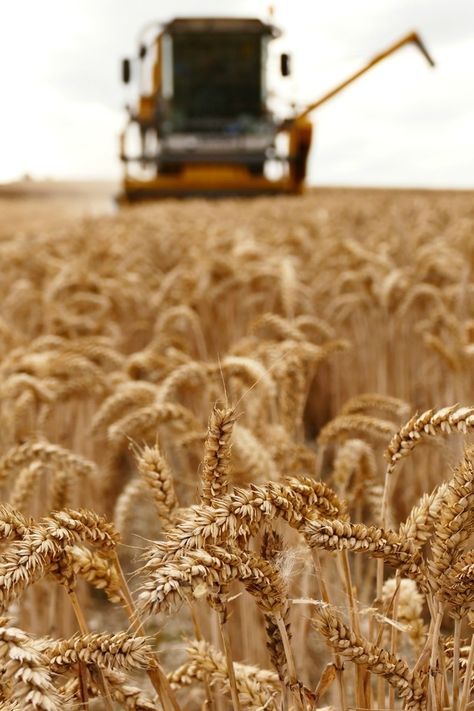 Photo "theendisfastapproaching" by scruffyherbert Shallow Depth Of Field Portrait Photography, Shallow Depth Of Field Photography Ideas, Crop Field Photography, Large Depth Of Field Photography, Farming Photo, Photography Shallow Depth Of Field, Aperture Depth Of Field, Depth Of Field Photography, Deep Depth Of Field