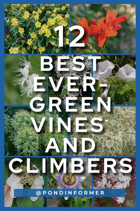 Time to improve your garden with lasting allure using our guide to the 12 best evergreen vines and climbers. These resilient plants not only provide year-round greenery but also enhance vertical spaces with their climbing charm. From vibrant foliage to captivating blooms, these evergreen wonders will add elegance to your gardens! #EvergreenVines #ClimbingPlants #Vines #Climbers #GardenTips #Planting #AllYearPlants Climbing Vines On House Exterior, Evergreen Clematis Climbing Vines, Evergreen Trellis Plants, Climbing Evergreen Plants, Evergreen Vines Climbing Zone 7, Wall Climbing Plants Outdoor, Fast Growing Vines Climbing, Vine Plants Outdoor Climbing, Evergreen Vines Climbing