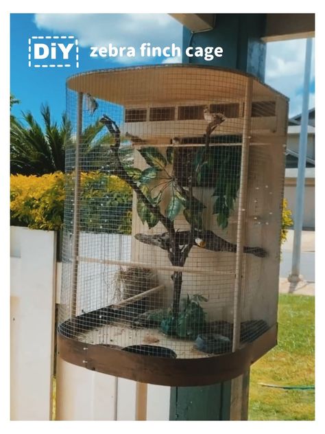 Diy Bird Aviary Outdoor, Zebra Finch Cage Ideas, Homemade Bird Toys, Finch Cage, Zebra Finches, Diy Bird Cage, Birds Cage, Bird Cage Design, Zebra Finch