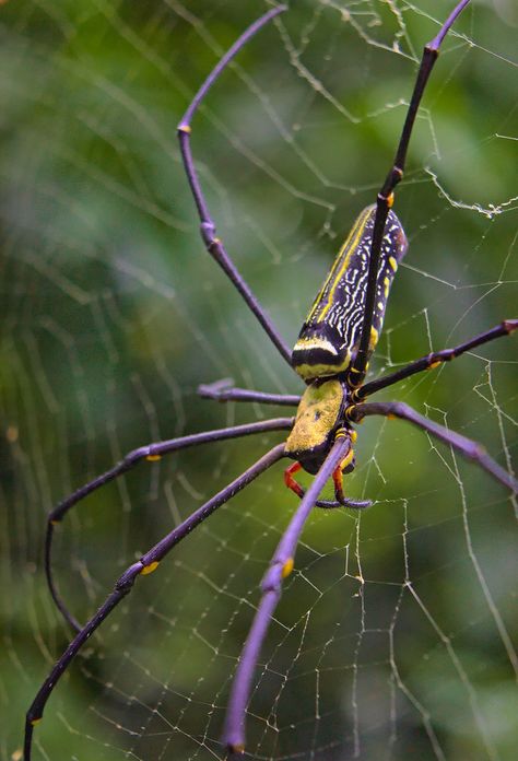 Giant Golden Orb Weaver (Nephila pilipes) Golden Orb Weaver Spider, Golden Orb Weaver, Orb Weaver Spider, Arachnids Spiders, Spiders And Snakes, Spider Pictures, Orb Weaver, Spider Species, Garden Spider