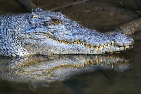 Crocodile, Crocodiles, Crocodylus porous , crocodilian , saltie, reptiles , estuarine crocodile, wet tropics wildlife, daintree river Crocodiles , birds, snakes , scenery, eco tour, Daintree river cruise Estuarine Crocodile, River Cruise, Crocodiles, River Cruises, Salt And Water, Snakes, Reptiles, Birds