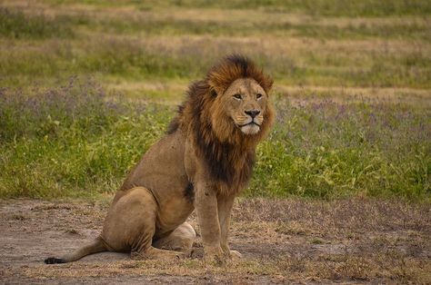 Lion Sitting, Wild Cat Breeds, Lion Africa, Lioness And Cubs, The Magicians Nephew, Geometric Art Animal, African Buffalo, Wild Lion, Sitting Pose