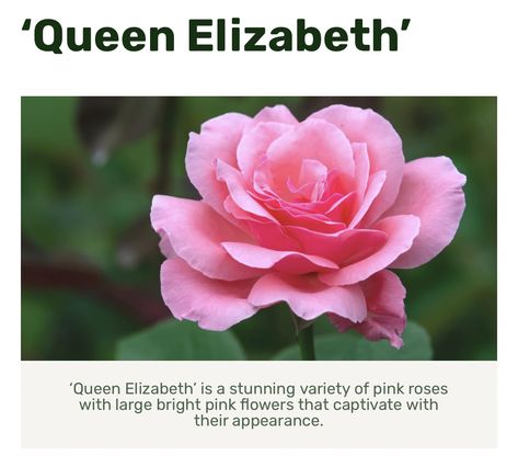 Queen Elizabeth Rose, Part Shade Plants, Yard Plants, Sister Tattoo, Plant Zones, Full Sun Plants, Rose Varieties, Rose Trees, Sun Plants