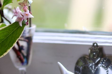 Kitchen Altar, Crafty Witch, Kitchen Windowsill, Home Altar, Small Tray, Small Shelves, Modern Life, Beautiful Kitchens, Something Beautiful