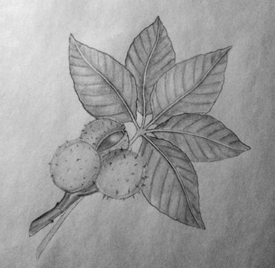 Ohio Buckeye leaf and fruit done in pencil Buckeye Tattoo, Buckeye Leaf, Steampunk Bedroom, Paint Program, Ohio Buckeyes, Plants Illustration, Sweet Art, Victorian Steampunk, Plant Illustration