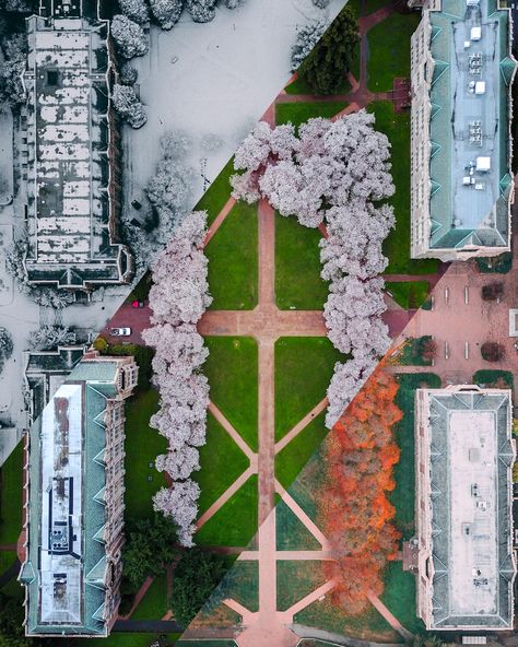 UW Cherry Blossoms: Fall/Winter/Spring Quarter Seattle Winter, Seattle University, Washington Art, Cornell University, Evergreen State, University Life, University Of Washington, Dream College, This Is Your Life