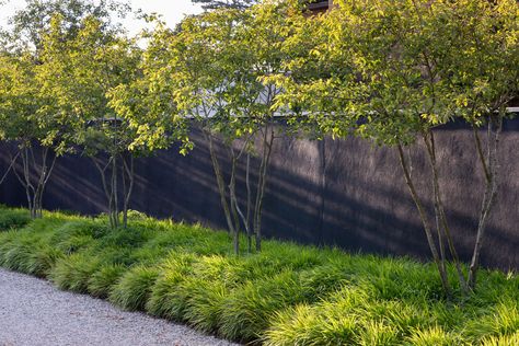 Minimalist Landscape Design, Serviceberry Tree, Architecture Garden Design, Amelanchier Lamarckii, Feature Tree, Hakonechloa Macra, English Landscape Garden, Modern English Country, Contemporary Landscape Design