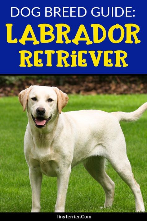 The Labrador Retriever is generally considered to be the most popular dog breed worldwide. In this dog breed guide, we’ll explore why labs are such brilliant family pets and what makes them so popular. Dog Breeds Labrador, Family Friendly Dogs, Cute Small Dogs, Popular Dog Breeds, Most Popular Dog Breeds, Funny Dog Memes, Family Pets, Guide Dog, Silly Dogs