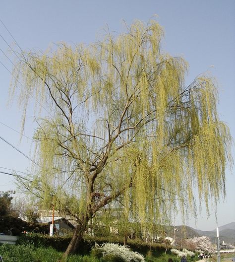 Giant Willow Tree, Gray Willow Tree, Magical Willow Tree, Old Willow Tree, Tree Symbolism, Salix Babylonica, Vintage Willow Tree Illustration, Weeping Willow, Chinese Culture