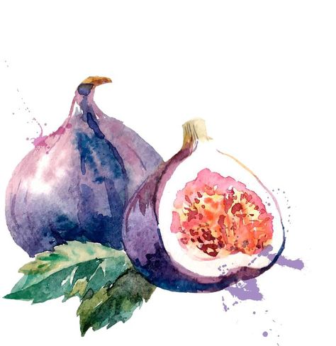 Fig Drawing, Watercolor Food, Watercolor Fruit, Fruit Illustration, Fruit Painting, 수채화 그림, Fruit Art, Art And Illustration, Watercolor Inspiration