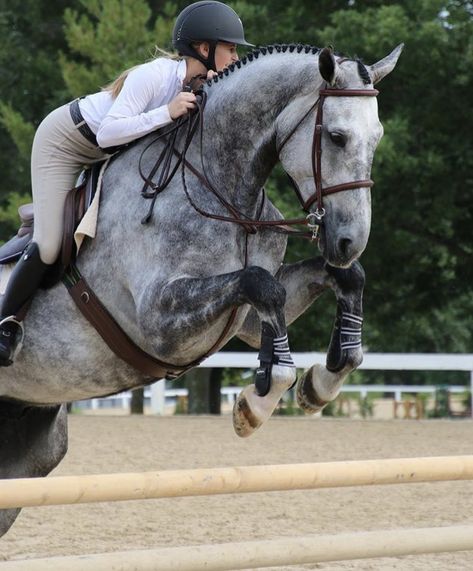 Obsessed Fast Horse Riding, Pretty Horse Pictures, Horse Show Jumping, Dapple Grey Horses, Equestrian Jumping, Jumping Horses, Horse Riding Aesthetic, Jumping Horse, Show Jumping Horses