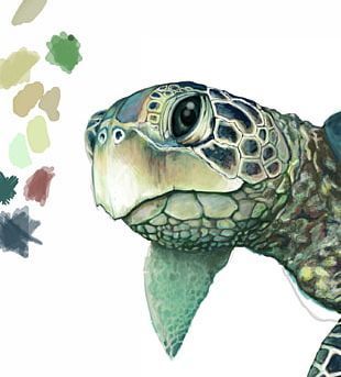 Sea Turtle Drawing, Sea Turtle Painting, Turtle Watercolor, Turtle Drawing, Sea Turtle Art, Green Sea Turtle, Turtle Tattoo, Turtle Love, Drawing Faces