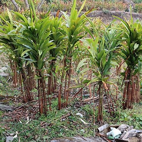 A cluster of several tall cardamom plants with reddish-brown stalks topped by a spray of long leaves. Cardamom Plant, Black Cardamom, Green Cardamom, Rare Seeds, Mid Summer, Culinary Herbs, Evergreen Plants, Peat Moss, Herbaceous Perennials