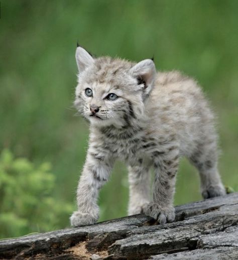 Babu bobcat. Photographer not identified. Baby Bobcat, Bobcat Kitten, Bob Cat, Exotic Cats, Cute Wild Animals, Lynx, Beautiful Cats, Animals Friends, Big Cats