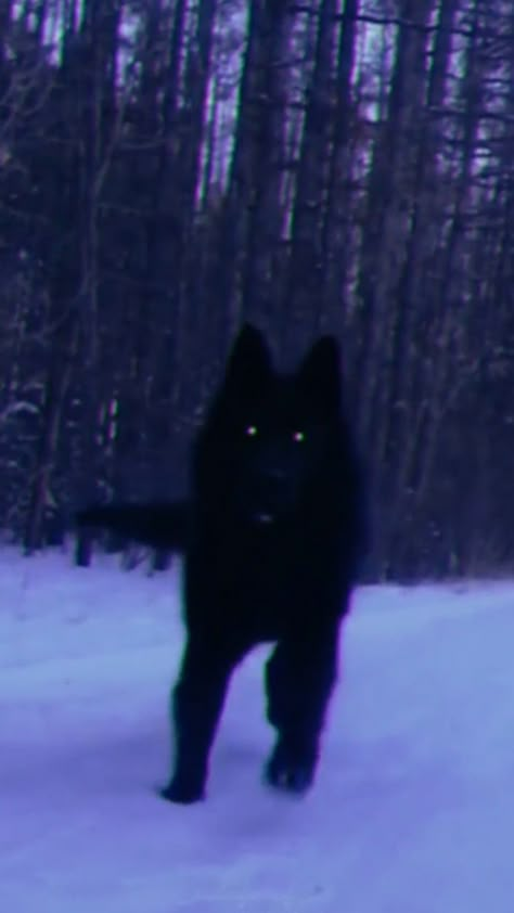 Blue Aesthetic Wallpaper, Black Wolf, A Wolf, Blue Aesthetic, The Snow, Aesthetic Wallpaper, At Night, Blue, Black