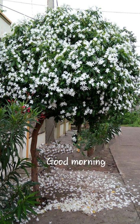 Views Video, Good Morning Nature, Good Morning Flowers Pictures, Beautiful Flowers Photography, Good Morning Beautiful Pictures, Good Morning Beautiful Images, Garden Decor Projects, Good Morning Images Flowers, Wonderful Flowers